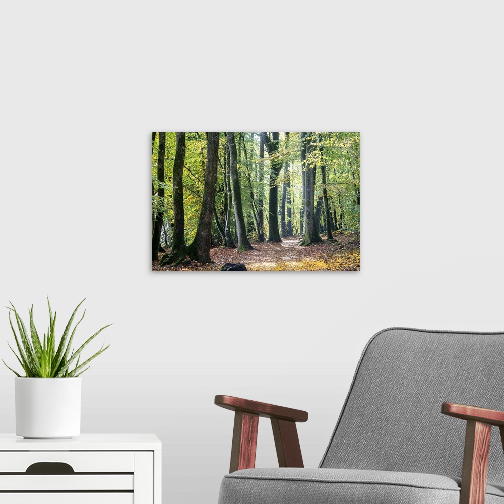 A modern room featuring Sunbeams shining through tall trees on a bright day in the forest.