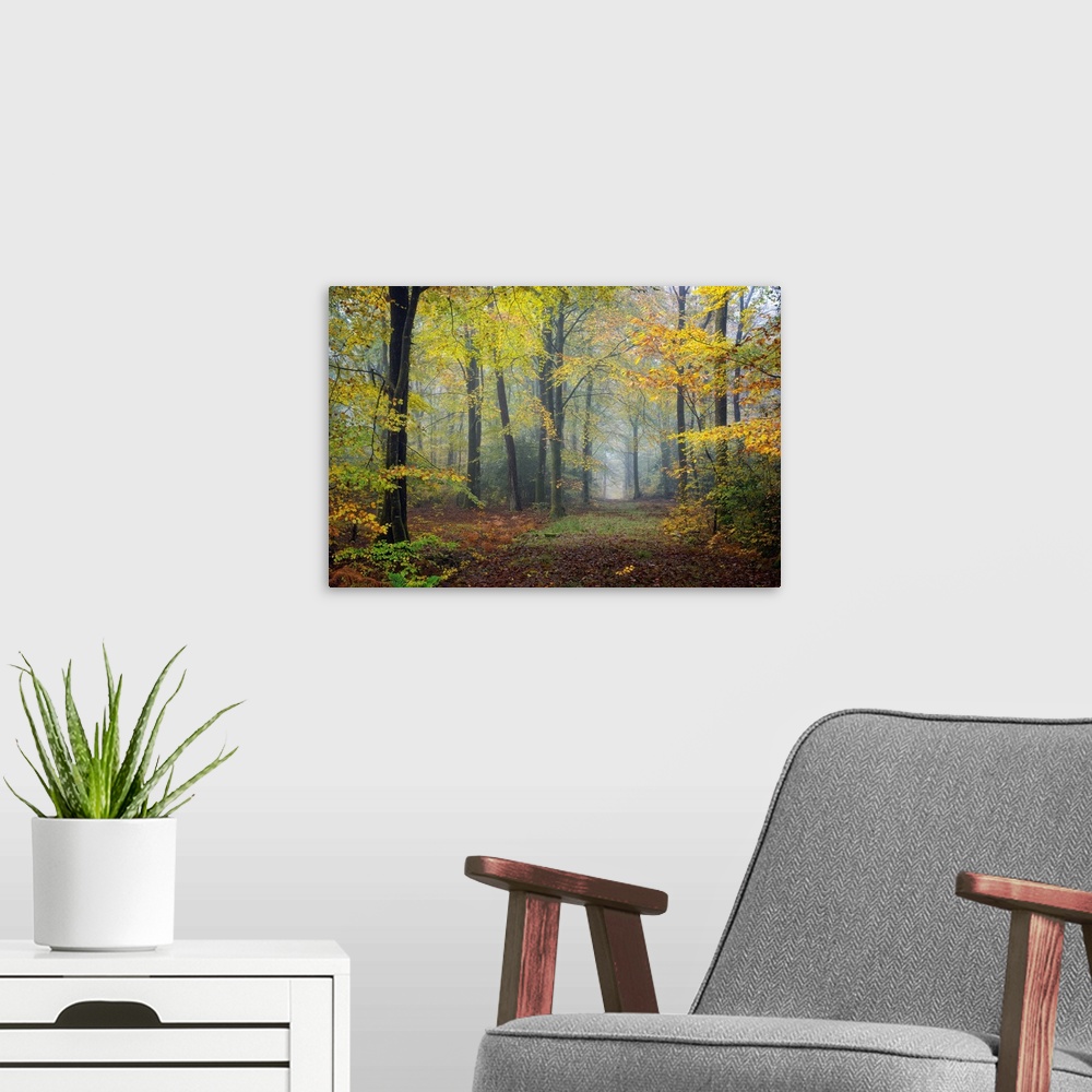 A modern room featuring Fine art photo of a misty forest in autumn colors in France.