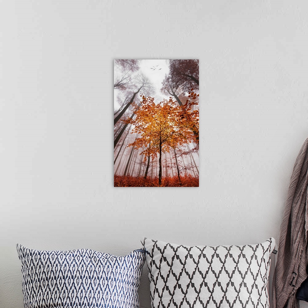 A bohemian room featuring Looking up from the ground though a misty forest of slender trees in fall colors.