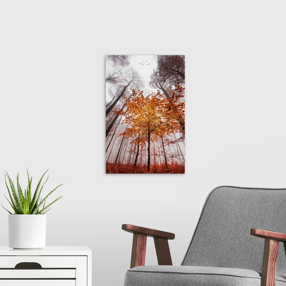 A modern room featuring Looking up from the ground though a misty forest of slender trees in fall colors.