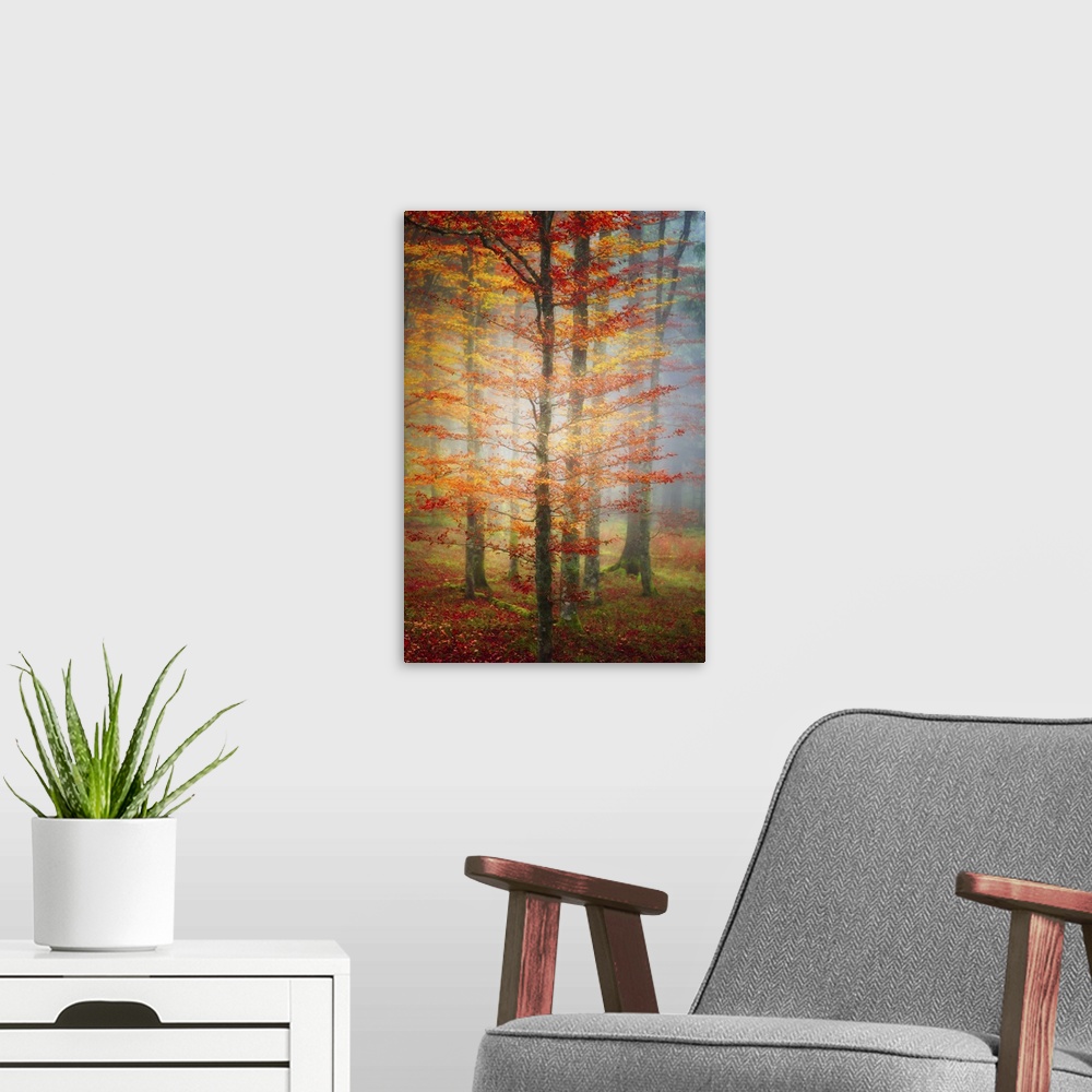 A modern room featuring Sunlight glowing in a foggy forest with trees full of orange leaves.
