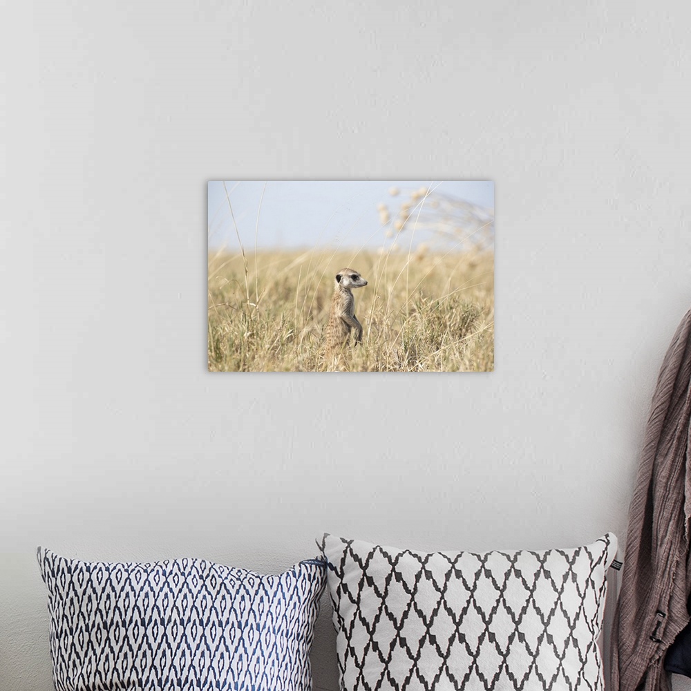 A bohemian room featuring A baby meerkat looks out on the big world through the long grass.