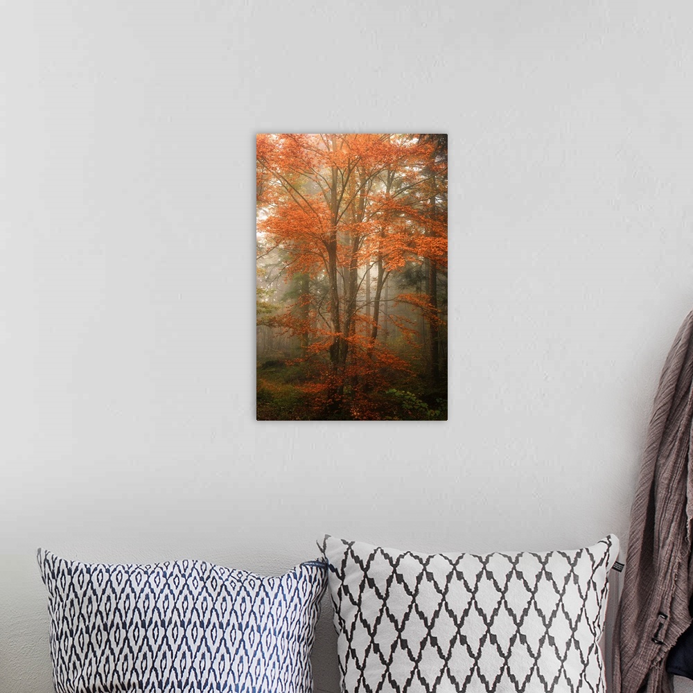 A bohemian room featuring View through a misty forest with trees full of orange leaves.