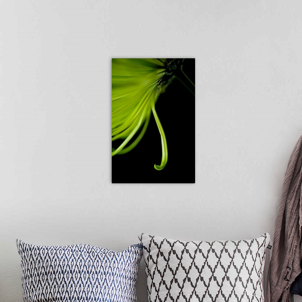 A bohemian room featuring A contemporary close up of a cascading Crysthamum flower in lime green on a black background.