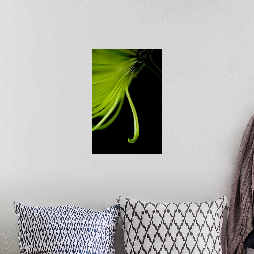 A bohemian room featuring A contemporary close up of a cascading Crysthamum flower in lime green on a black background.