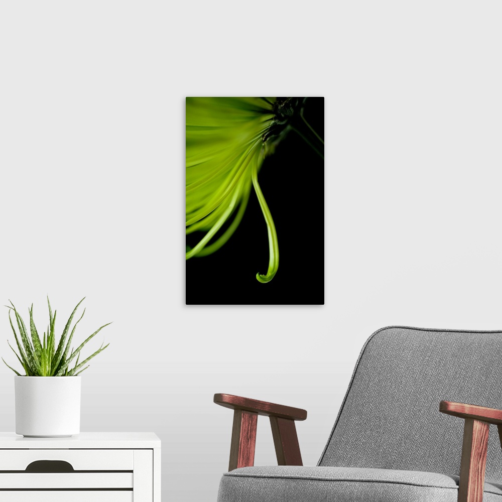 A modern room featuring A contemporary close up of a cascading Crysthamum flower in lime green on a black background.