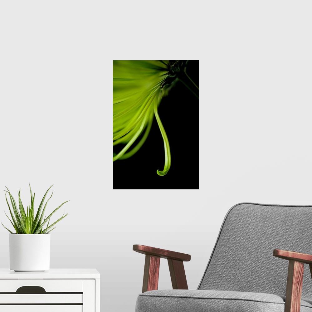 A modern room featuring A contemporary close up of a cascading Crysthamum flower in lime green on a black background.