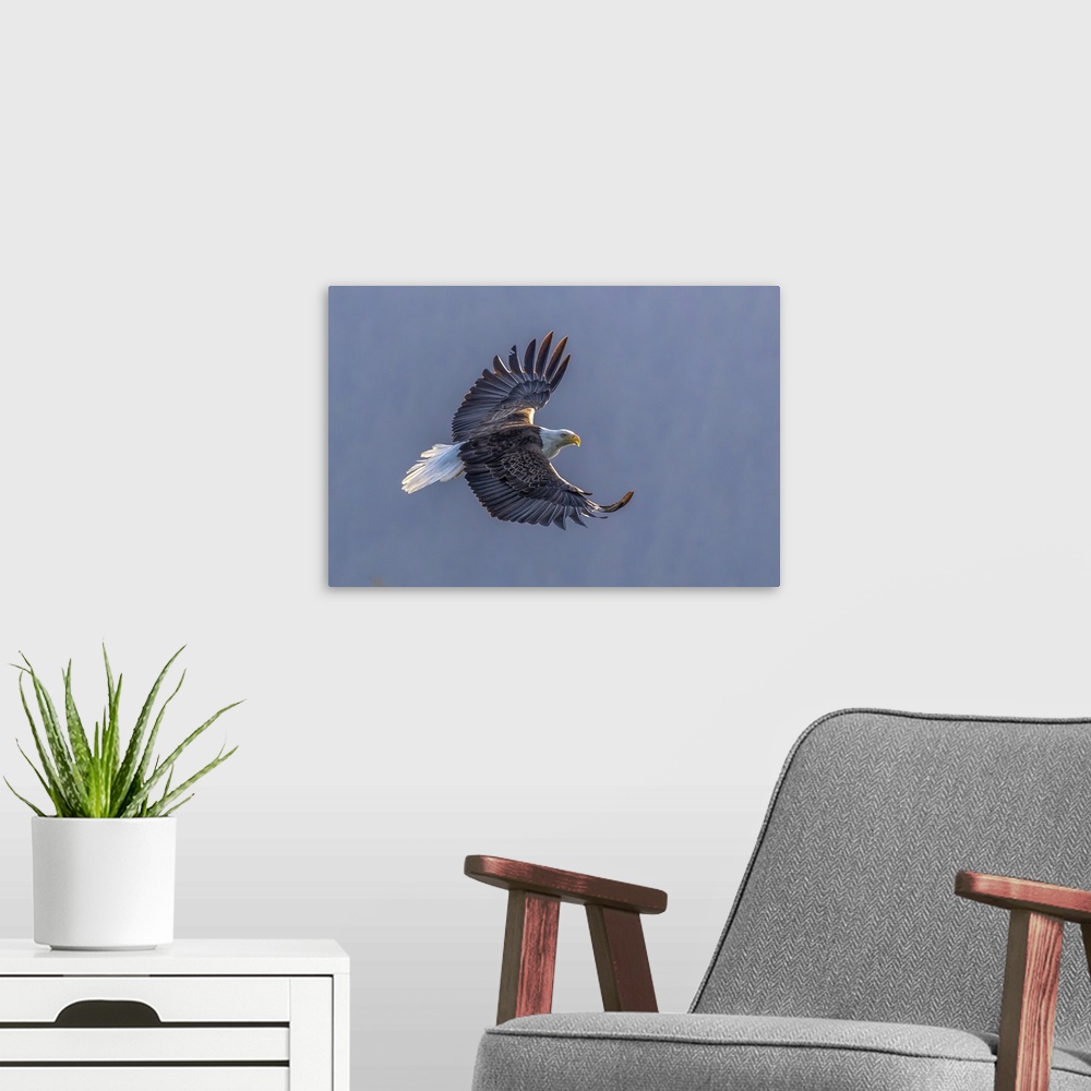 A modern room featuring USA, Alaska, Glacier Bay National Park, Bald eagle (Haliaeetus leucocephalus) in flight