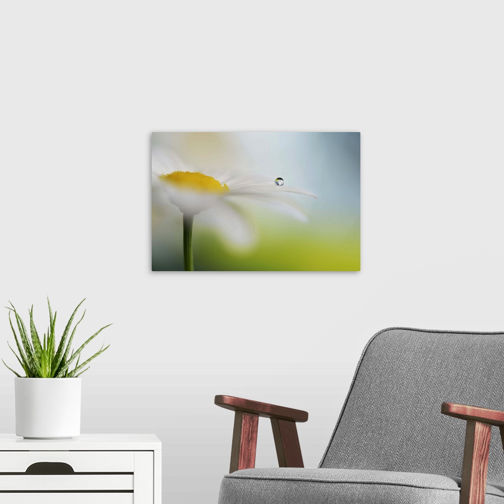 A modern room featuring A macro photograph of a water droplet sitting on a white and yellow flower.