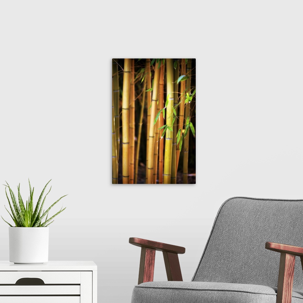A modern room featuring Fine art photo of several stalks of bamboo in shallow focus.