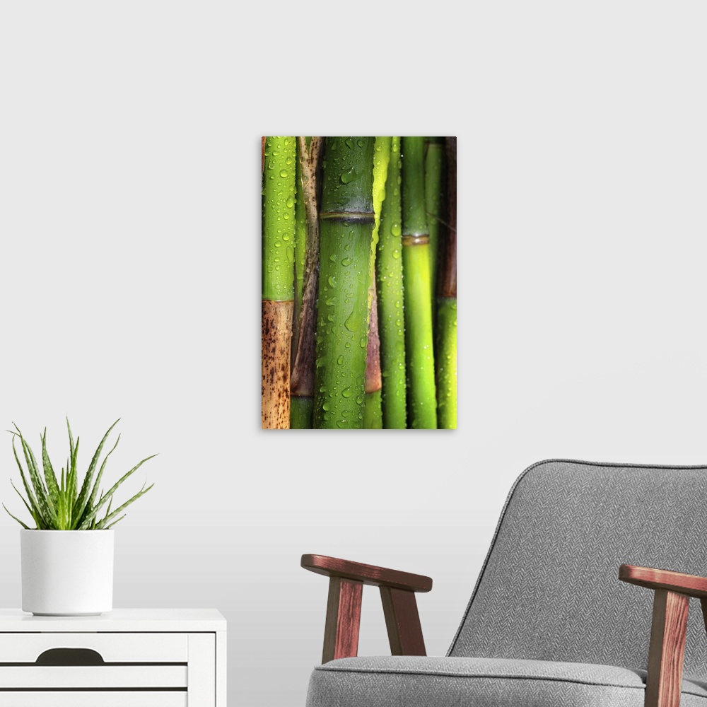 A modern room featuring Close up of green bamboos