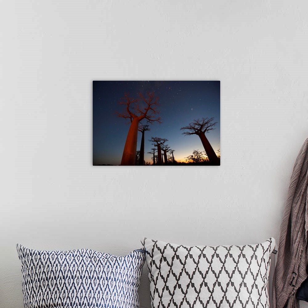 A bohemian room featuring Fine art photo of a grove of Baobab trees under the night sky in Africa.