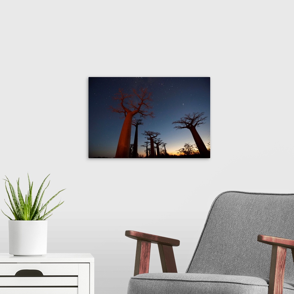 A modern room featuring Fine art photo of a grove of Baobab trees under the night sky in Africa.