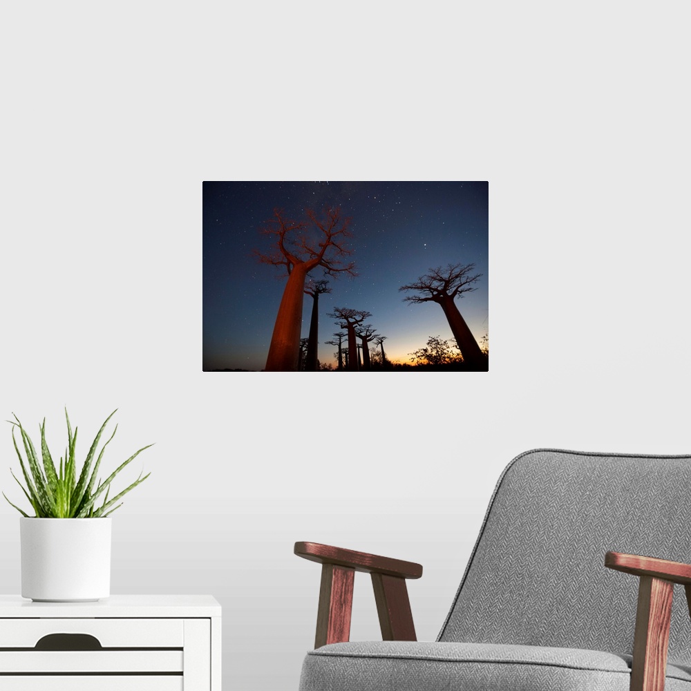 A modern room featuring Fine art photo of a grove of Baobab trees under the night sky in Africa.