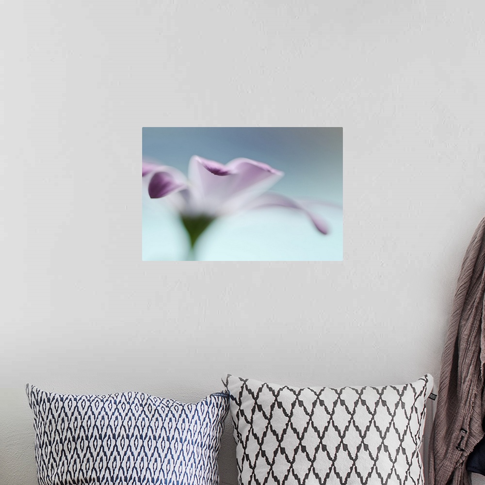 A bohemian room featuring A macro photograph of a pink flower in selective focus against a blue background.