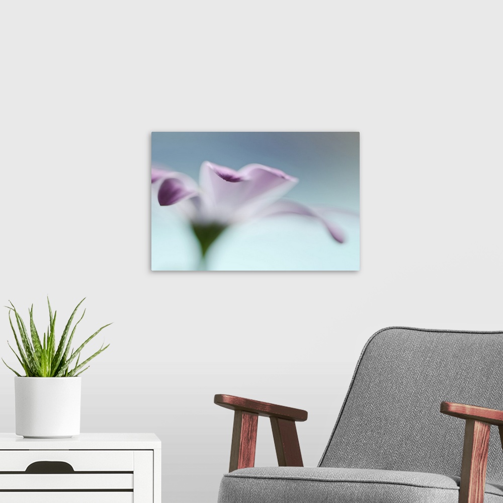 A modern room featuring A macro photograph of a pink flower in selective focus against a blue background.