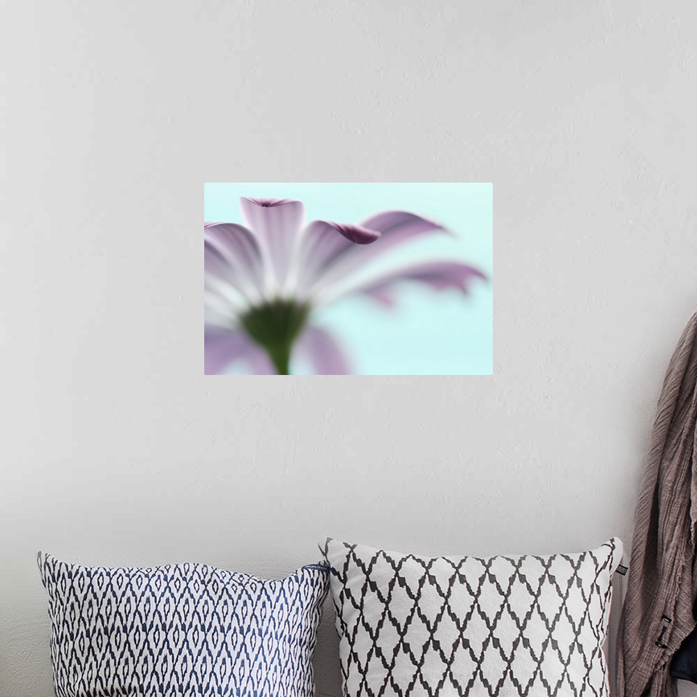 A bohemian room featuring A macro photograph of a light purple flower against a light blue background.