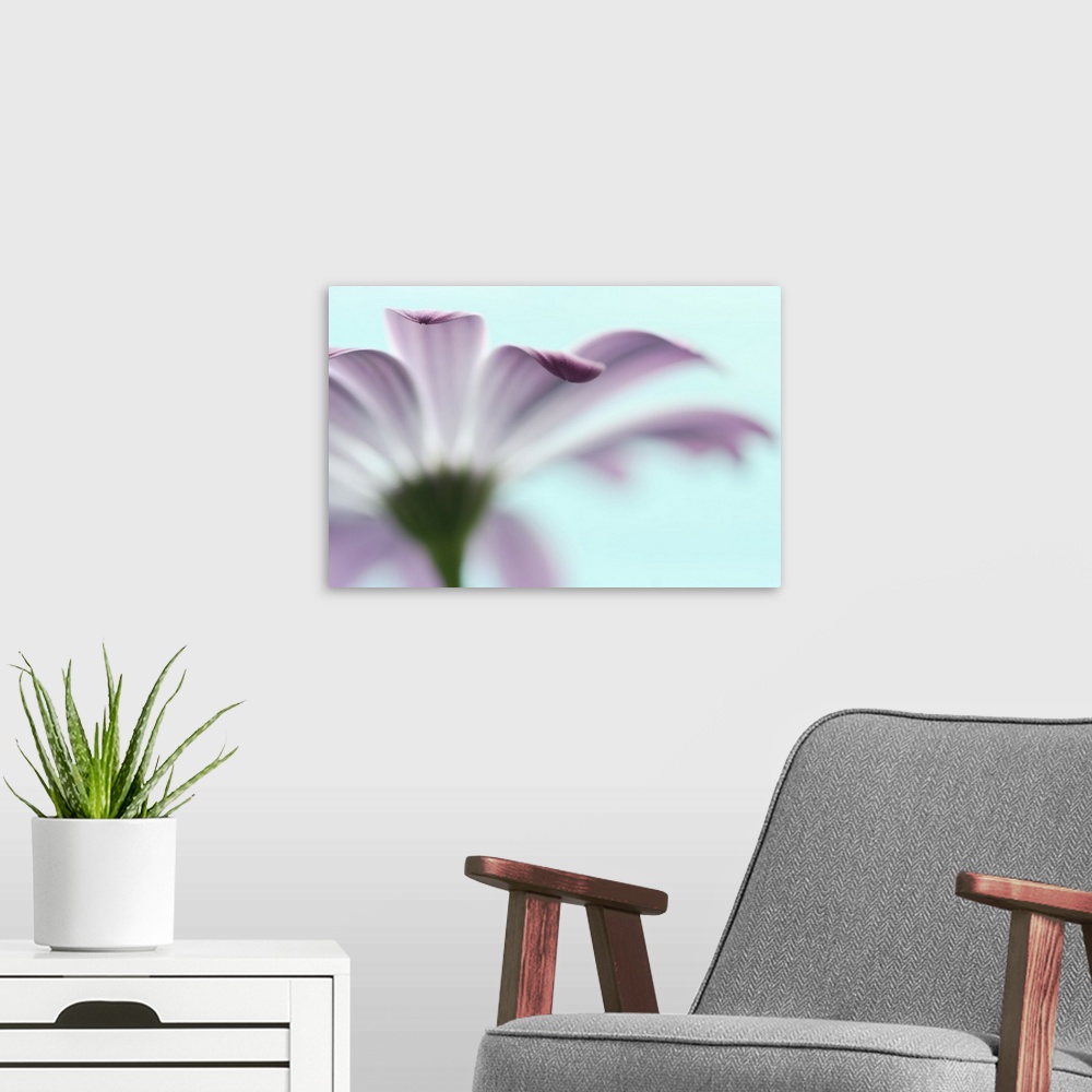 A modern room featuring A macro photograph of a light purple flower against a light blue background.