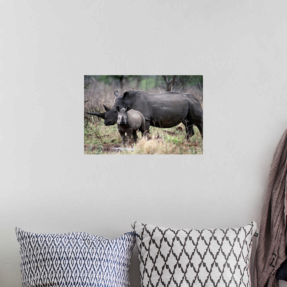 A bohemian room featuring White Rhinoceros, Phinda Reserve, South Africa