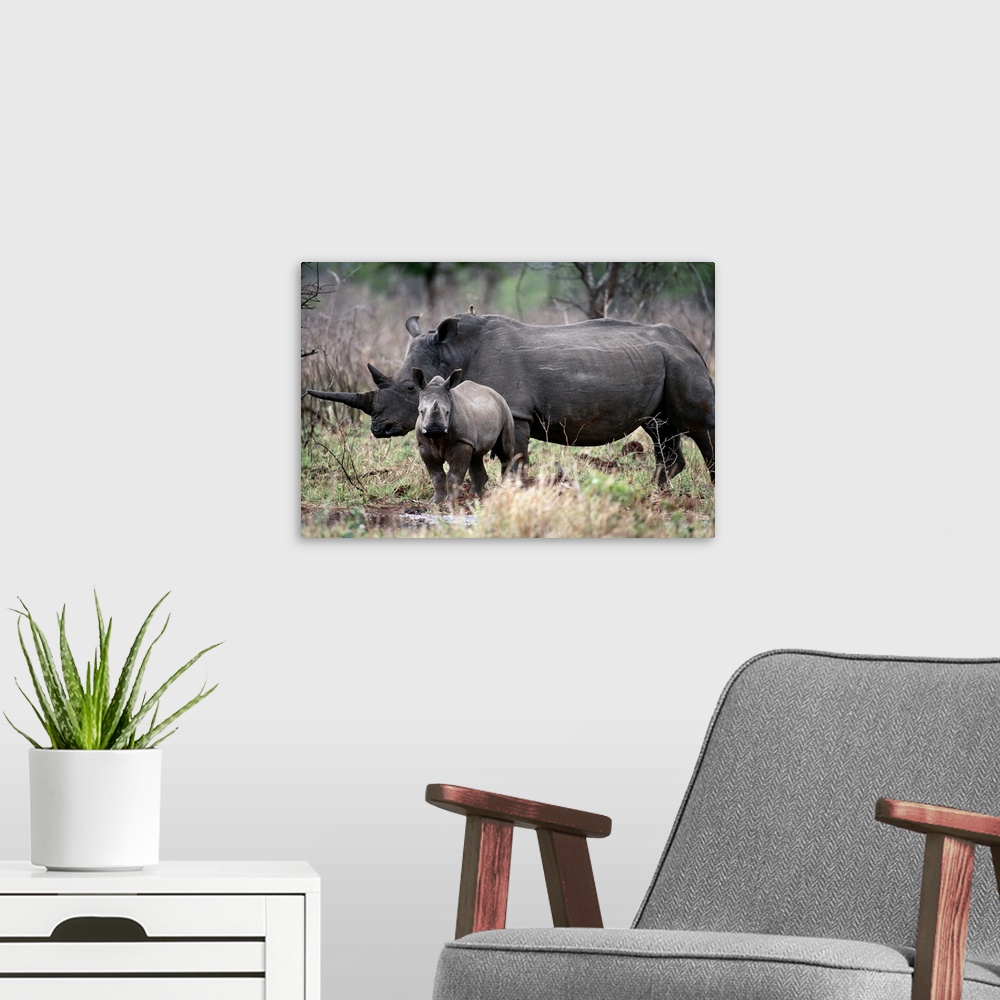 A modern room featuring White Rhinoceros, Phinda Reserve, South Africa