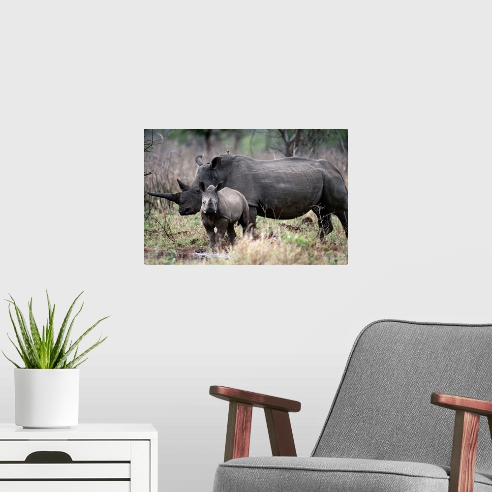 A modern room featuring White Rhinoceros, Phinda Reserve, South Africa