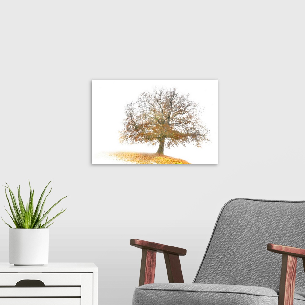 A modern room featuring Single oak tree in autumn in the middle of the fog with yellow leaves around on the floor, graphi...