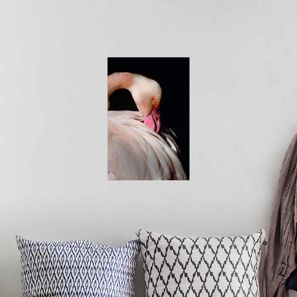 A bohemian room featuring American flamingo portrait, Florida.