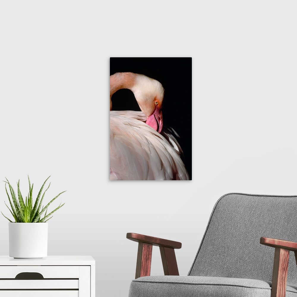 A modern room featuring American flamingo portrait, Florida.