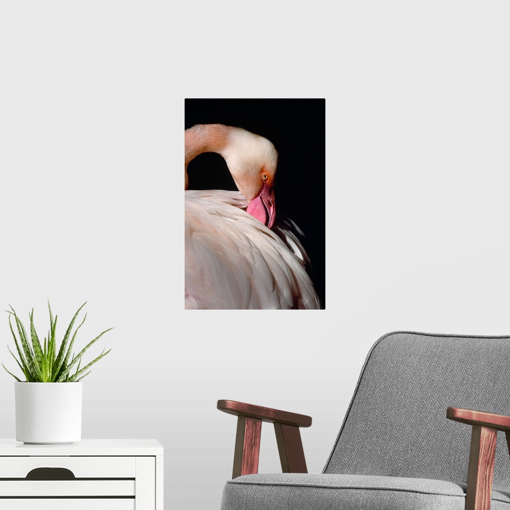 A modern room featuring American flamingo portrait, Florida.