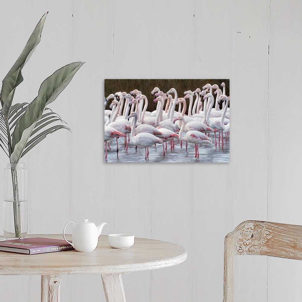 A farmhouse room featuring Greater flamingos, Ile de la Camargue, France.