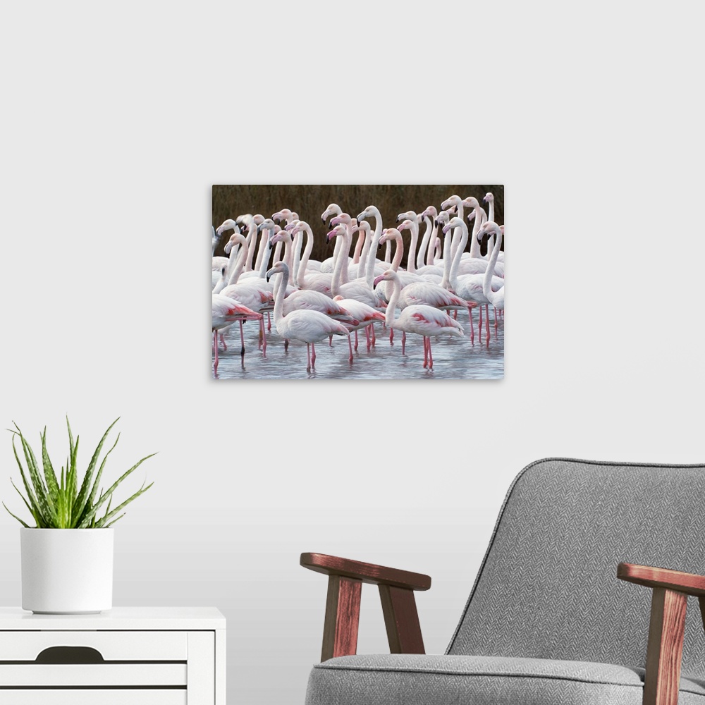 A modern room featuring Greater flamingos, Ile de la Camargue, France.