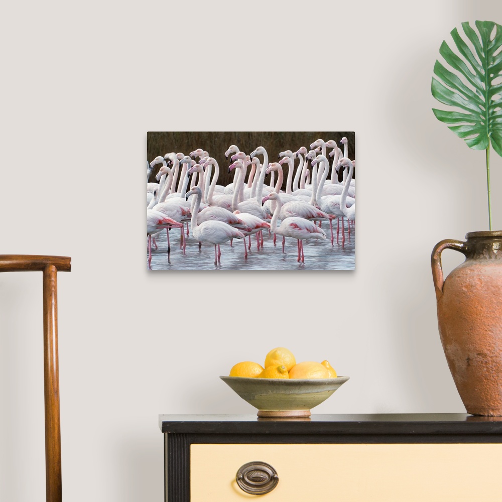 A traditional room featuring Greater flamingos, Ile de la Camargue, France.