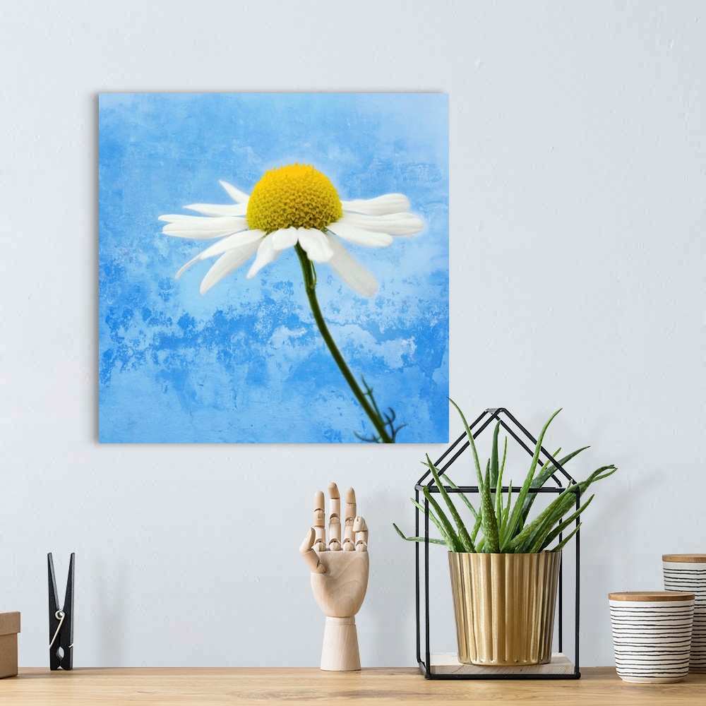 A bohemian room featuring Up-close photograph of daisy with abstract background.