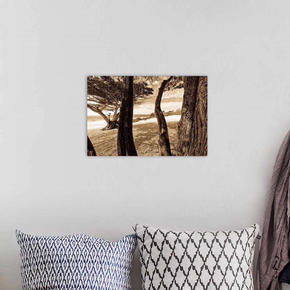 A bohemian room featuring Sepia tone image of the beach and ocean through the tree trunks.