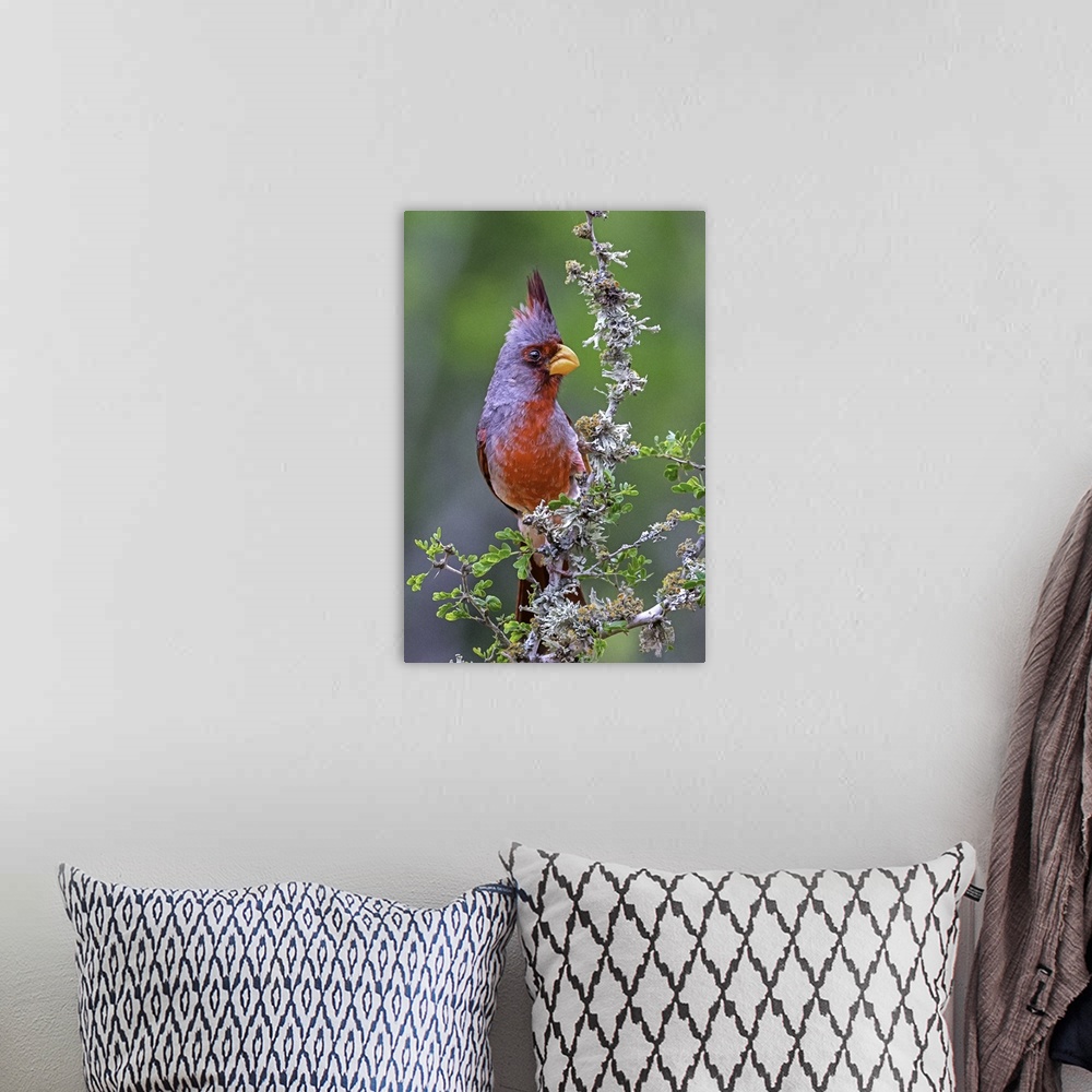 A bohemian room featuring A brightly colored Pyrrhuloxia perched on a wildflower.
