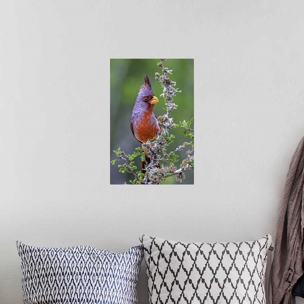 A bohemian room featuring A brightly colored Pyrrhuloxia perched on a wildflower.