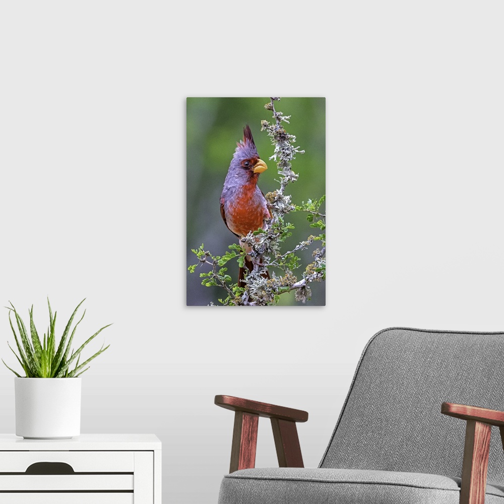 A modern room featuring A brightly colored Pyrrhuloxia perched on a wildflower.