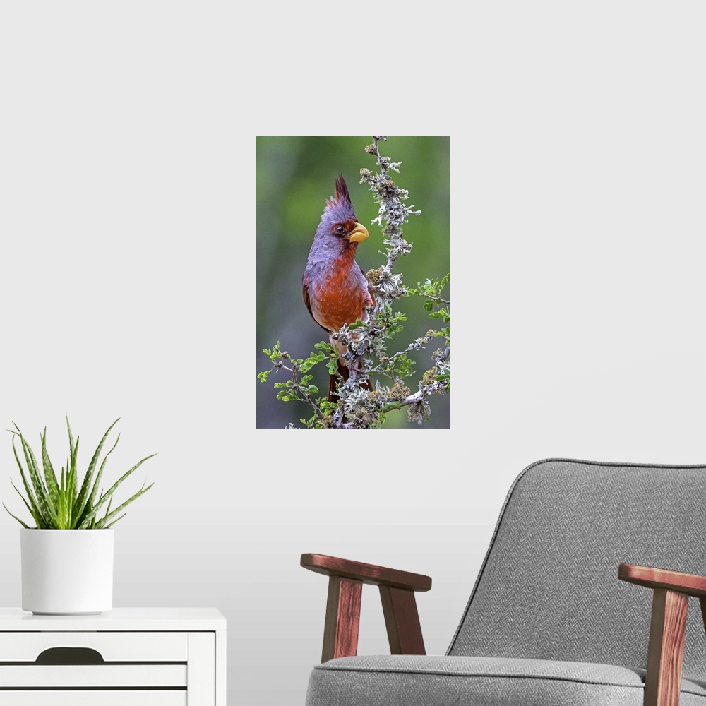 A modern room featuring A brightly colored Pyrrhuloxia perched on a wildflower.