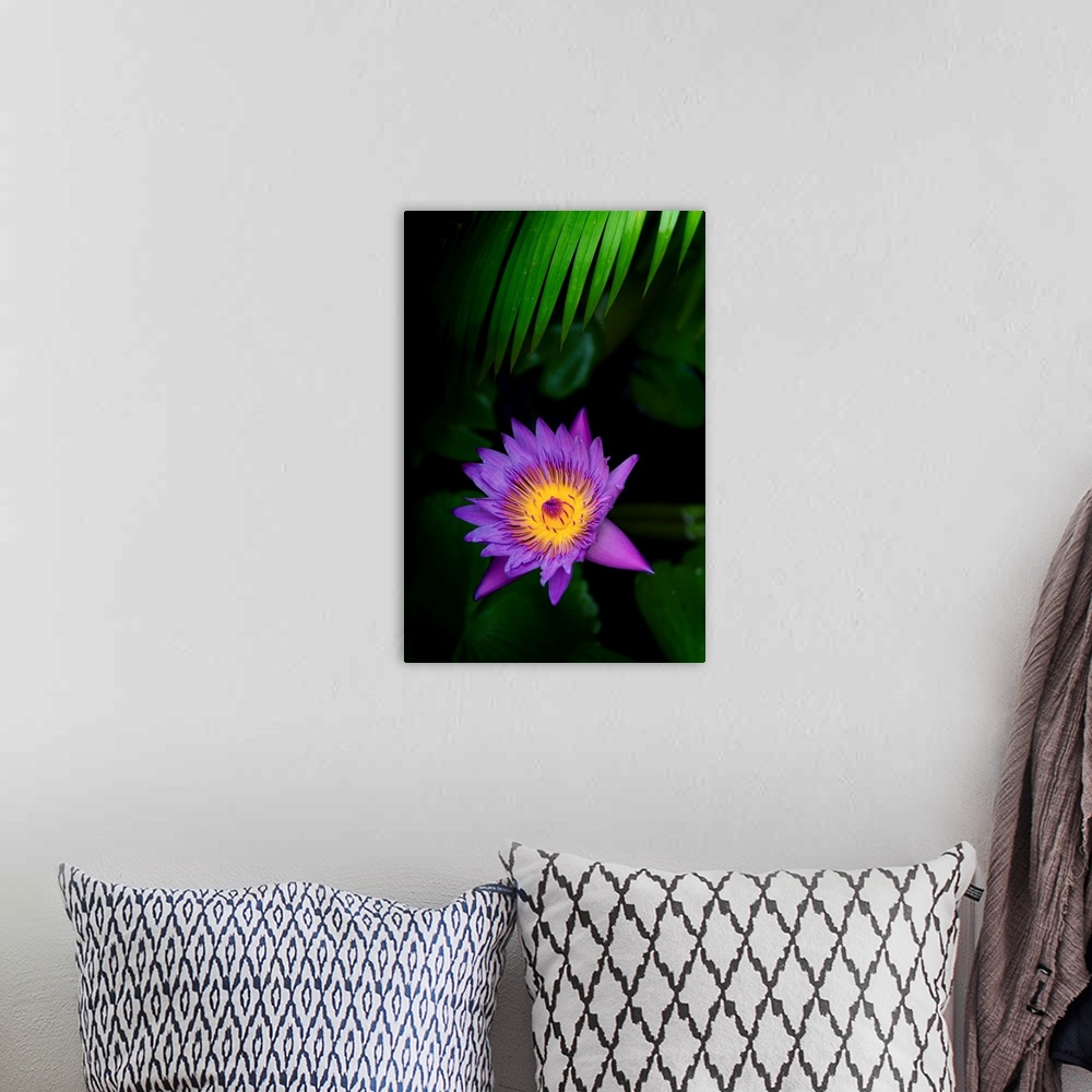 A bohemian room featuring Pretty water lily flower