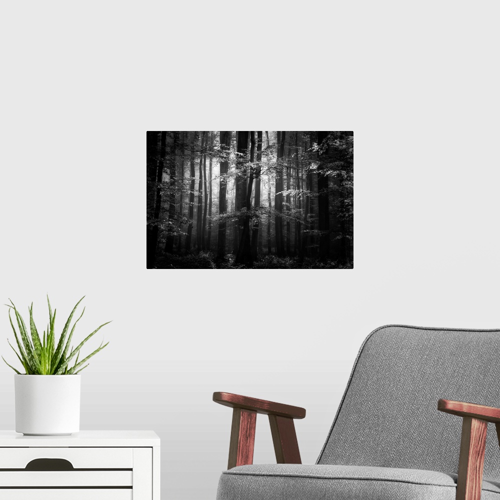 A modern room featuring Black and white landscape photograph of trees in the woods with a contrasting bright sky in the b...