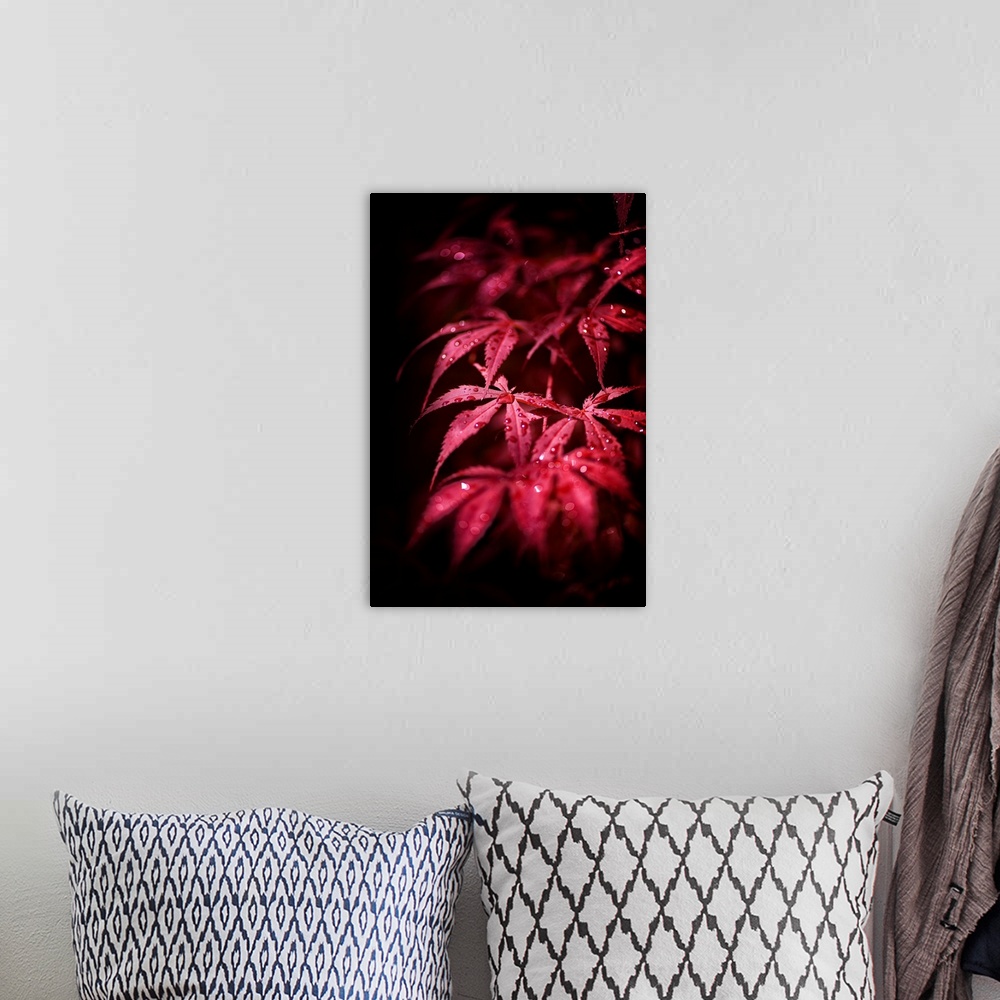 A bohemian room featuring A photograph of a dew drop covered Japanese maple leaves.