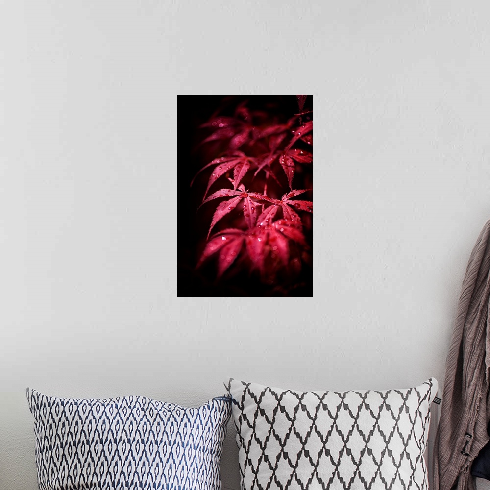 A bohemian room featuring A photograph of a dew drop covered Japanese maple leaves.