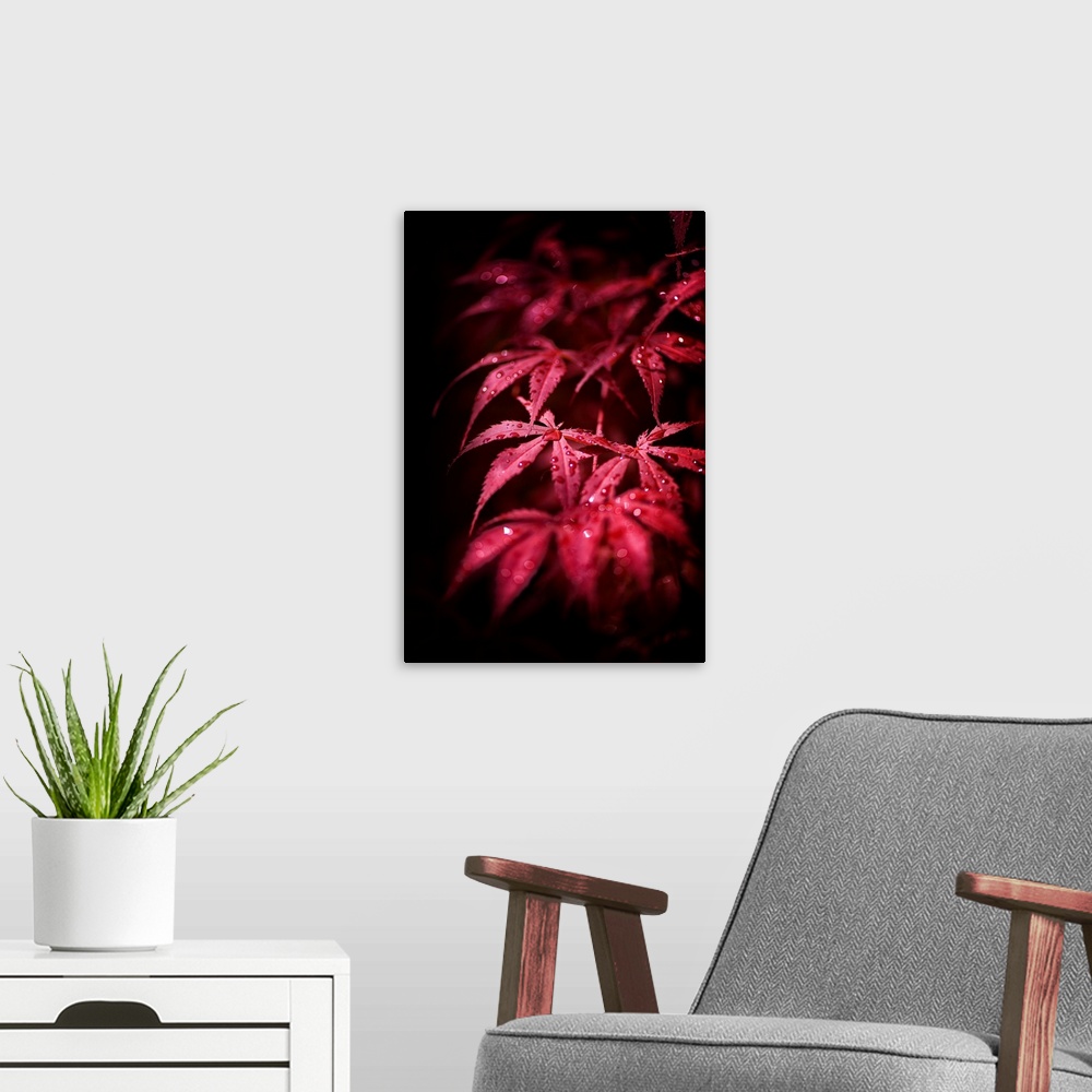 A modern room featuring A photograph of a dew drop covered Japanese maple leaves.