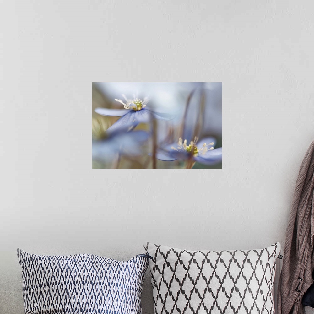 A bohemian room featuring A macro photograph of white flowers in a selective focus.