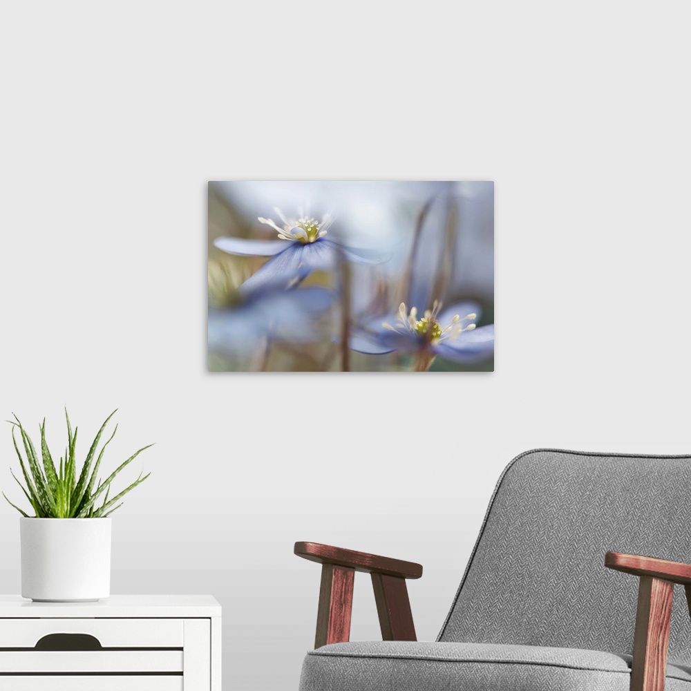 A modern room featuring A macro photograph of white flowers in a selective focus.