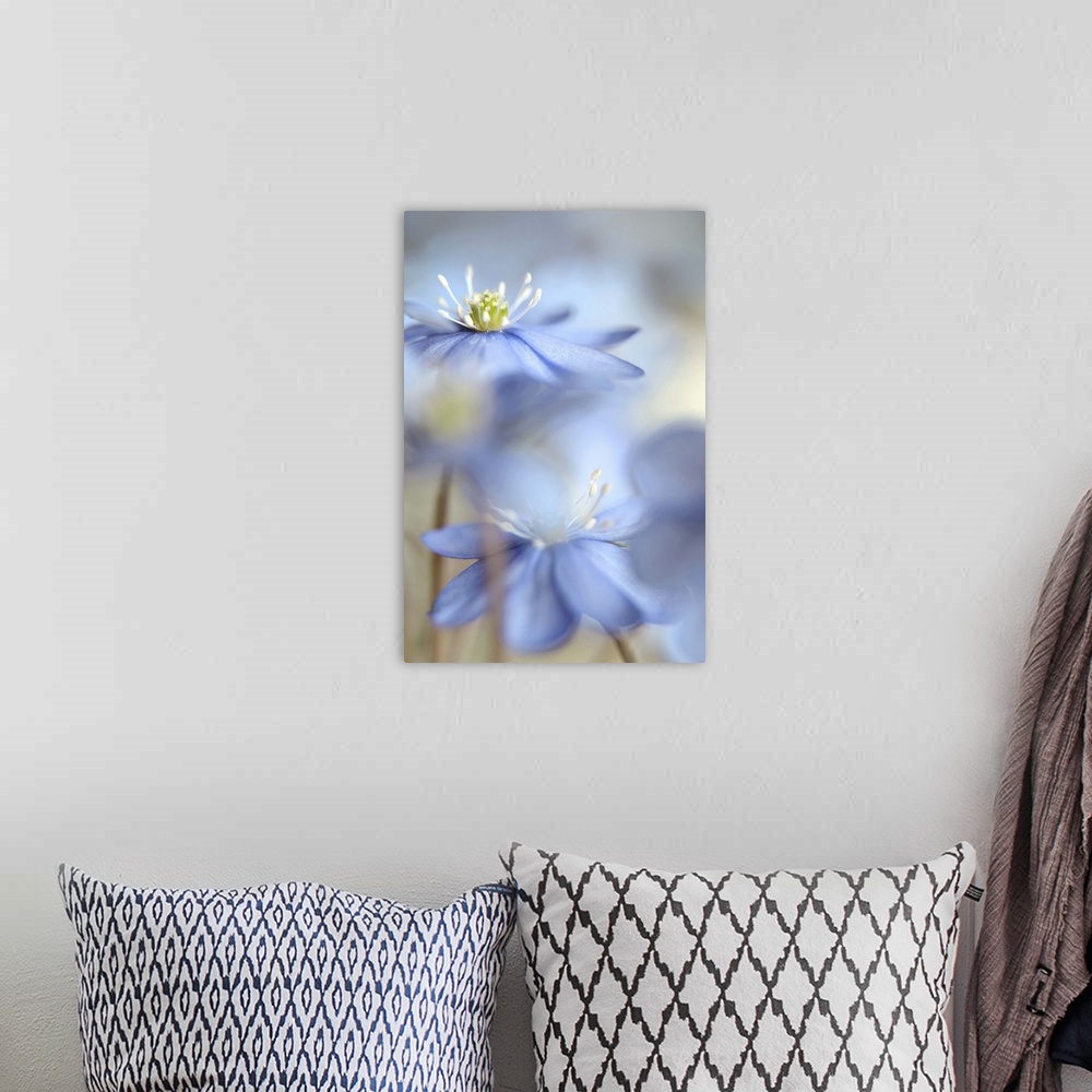 A bohemian room featuring A macro photograph of focus on blue flower standing among others.
