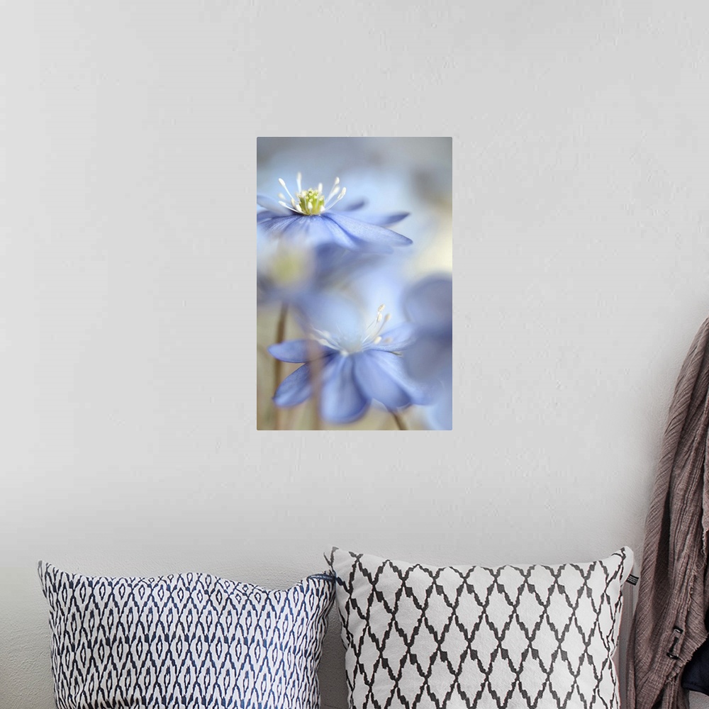 A bohemian room featuring A macro photograph of focus on blue flower standing among others.