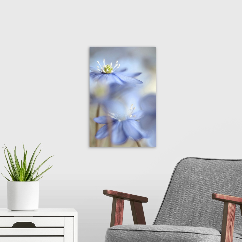 A modern room featuring A macro photograph of focus on blue flower standing among others.
