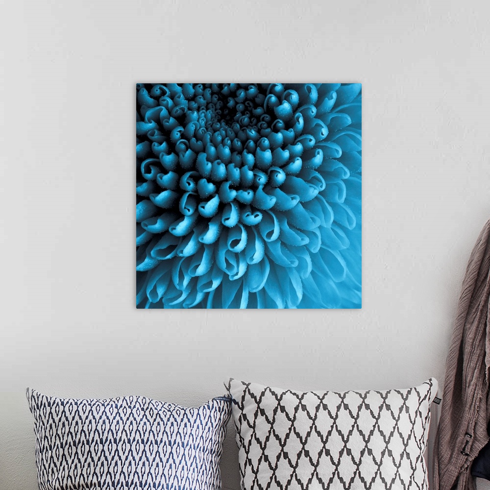 A bohemian room featuring Up close photograph of curled Chrysanthemum petals.