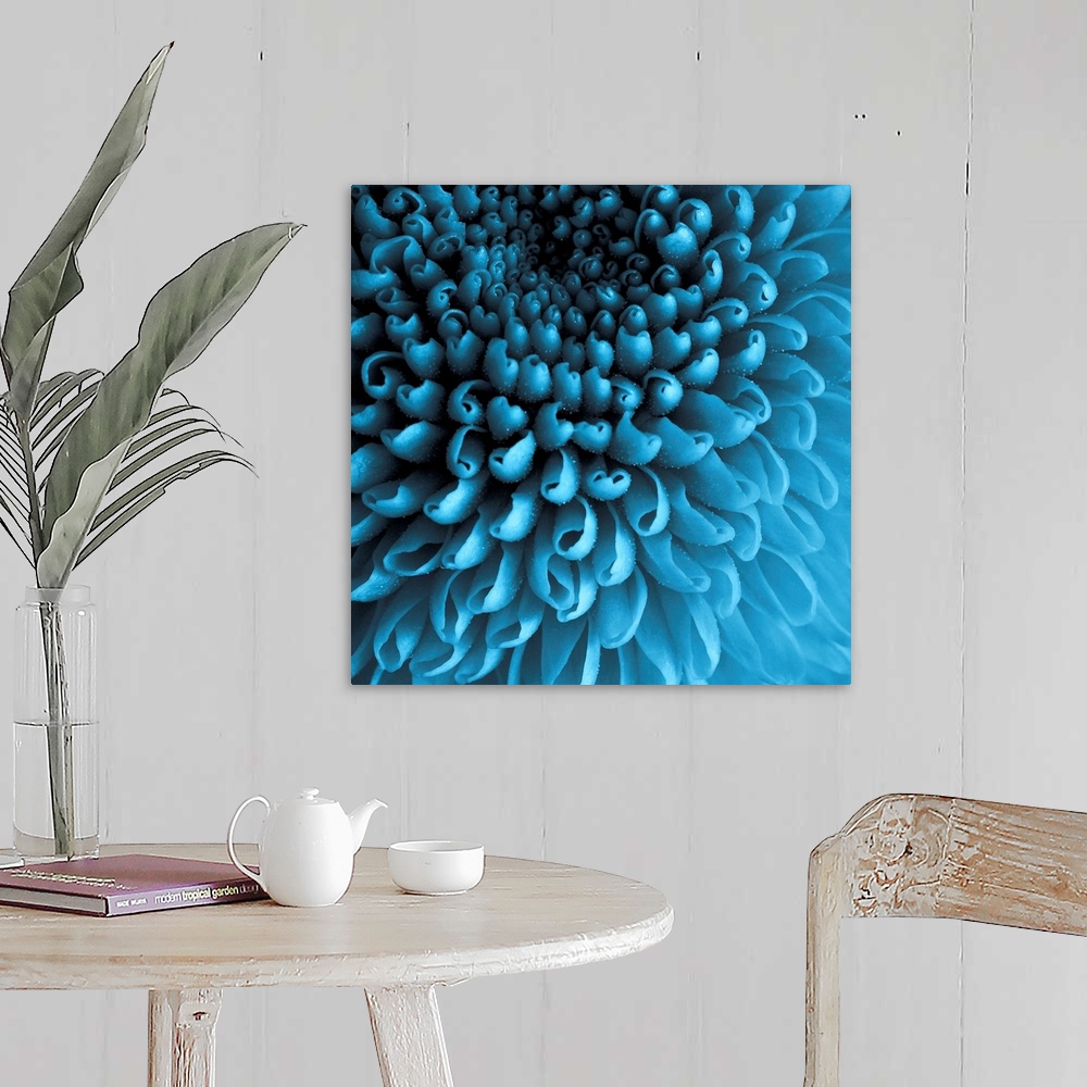 A farmhouse room featuring Up close photograph of curled Chrysanthemum petals.